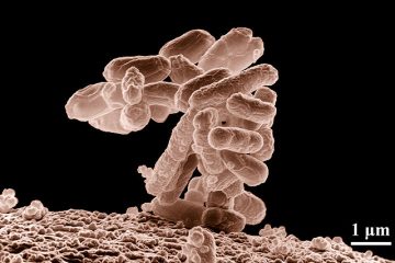 Microbiota: la última pieza del puzle en el tratamiento de la leucemia