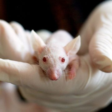 Investigadores españoles descubren en ratones un nuevo tratamiento del cáncer…