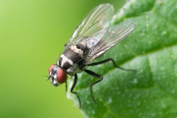 Investigadores españoles hallan en las moscas una diana contra el cáncer