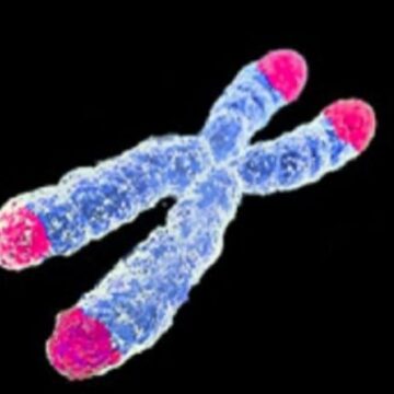 Cáncer: la regulación externa de los telómeros afecta a la…