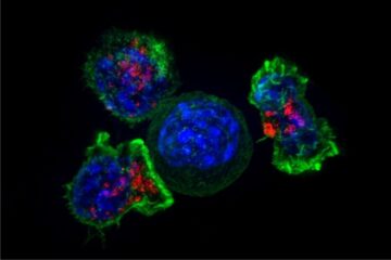 La inmunoterapia con linfocitos T para la covid-19 avanza a la fase II…